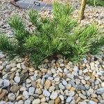 Pinus mugo Leaf