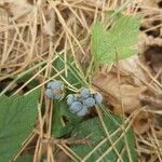 Rubus caesiusFuelha