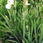 Iris albicans Хабит