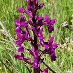 Anacamptis laxiflora പുഷ്പം