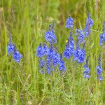 Veronica teucrium Квітка