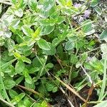 Mentha pulegium ᱥᱟᱠᱟᱢ
