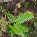 Lindsaea lancea Hoja