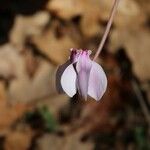 Cyclamen hederifolium Květ