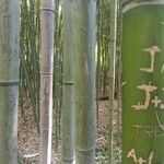 Phyllostachys bambusoides Bark