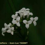 Asperula tinctoria Kukka