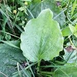 Plantago major Hoja