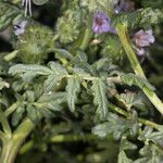 Phacelia ramosissima List