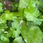 Geranium lucidum Flower