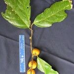 Quararibea aurantiocalyx Other