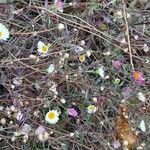 Erigeron karvinskianus ശീലം