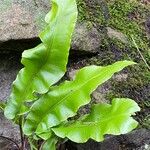 Asplenium scolopendriumЛист