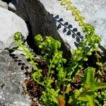 Asplenium viride Hoja