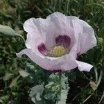 Papaver somniferumFlor