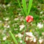 Lathyrus sphaericus Flower