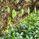 Arthroclianthus angustifolius Frunză
