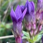 Gentianella lutescens Kukka