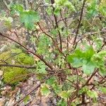 Ribes uva-crispaHostoa