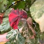 Hibiscus tiliaceus Leaf