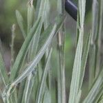 Crotalaria pilosa Blad