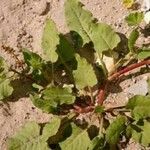 Rumex dentatus Blatt