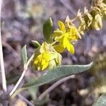Helianthemum squamatum Flor