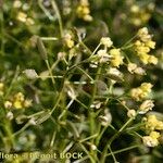 Draba nemorosa Anders