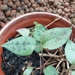 Tinantia pringlei Leaf
