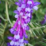 Vicia benghalensisFlors