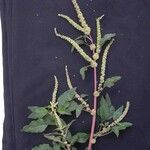 Amaranthus spinosus List