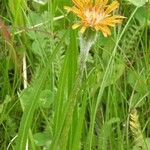 Agoseris aurantiaca موطن