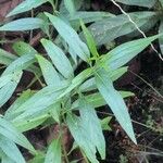 Andrographis paniculata Blad