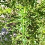 Cirsium candelabrum