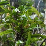Microgramma persicariifolia Levél