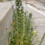 Stachys ocymastrumFlower