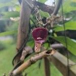 Aristolochia baetica आदत