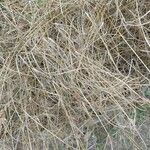 Cyperus longus Hoja