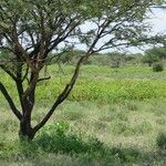 Vachellia tortilis Folla