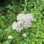 Valeriana officinalis Flower