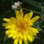 Picris hieracioides Floare