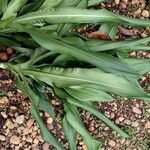 Dracaena arborea Fruto