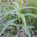 Solidago giganteaLeaf