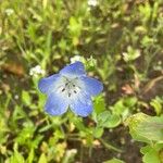 Nemophila menziesii Flor