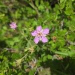 Geranium viscosissimum Flower