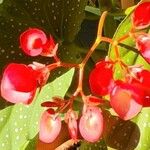 Begonia maculataFlower