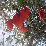 Erythrina crista-galliफूल