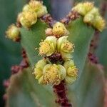 Euphorbia candelabrum Flor