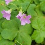 Oxalis violacea Fleur
