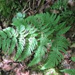 Dryopteris aemula Blad