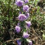 Liatris aspera 花